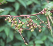 fruit
