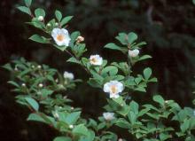 flowers and leaves