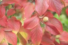 leaves and fruit, fall