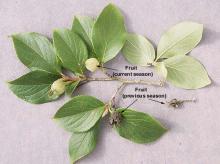 leaves and fruit