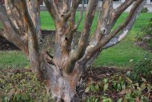 trunk, bark