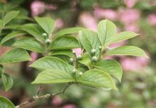 leaves and flower buds, May
