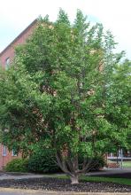 plant habit, summer