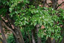 foliage and flowers, June