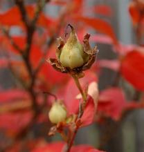 fruit, fall