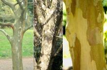 trunk, bark