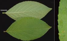 leaves and margin