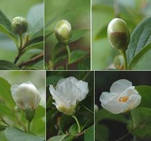 flower development