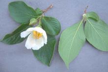 leaves and flowers