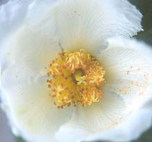 flower center