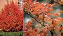 plant habit and leaves, fall