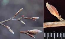 buds, winter