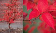 plant habit and leaves, fall