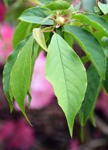 leaves