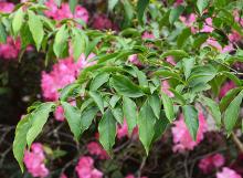 foliage