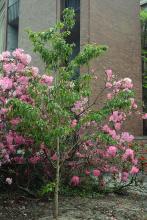 plant habit, young tree