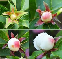 flower bud development