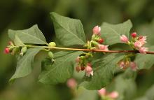 leaves and flowers leaves and flowers
