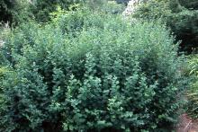 plant habit plant habit