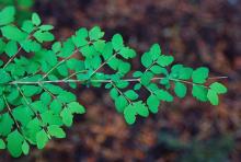 branch, leaves branch, leaves