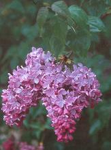 flower clusters