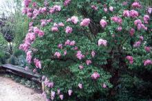 plant habit, flowering