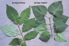 leaves, comparison