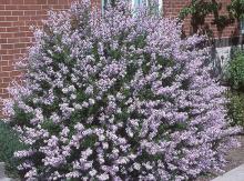 plant habit, flowering