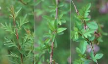 leaves