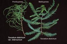 branchlets, comparison