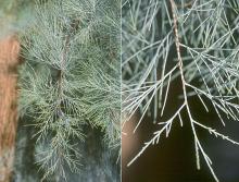 branchlets