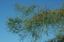leafy branch