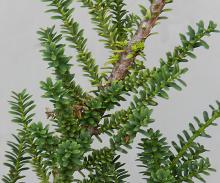 branches, needles
