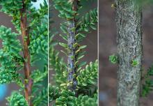 bark: twig, branch and trunk