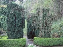 plant habit, formal landscape