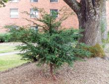plant habit, in a landscape