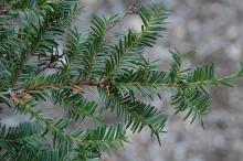 branchlets