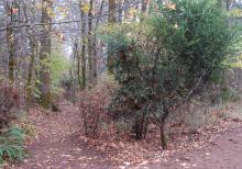 plant habit, in a woods
