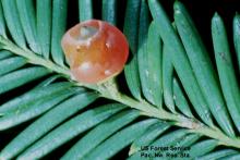 needles and fruit