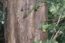 older trunk, bark