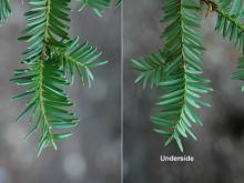 branchlets, needles