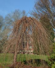plant habit, winter