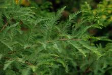 foliage