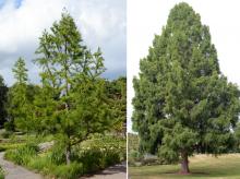 plant habit