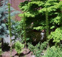 plant habit, sheared