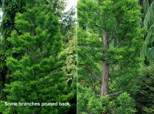 branches and trunk