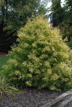 plant habit