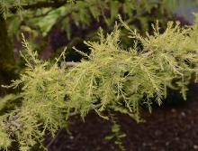 foliage, needles