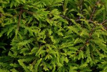foliage