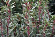 shoots, leaves